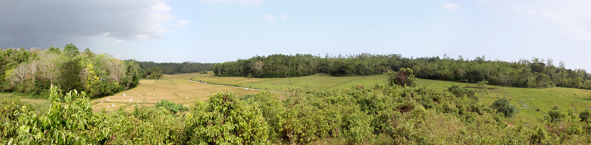 rice field.jpg